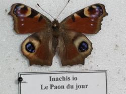 Paon du Jour