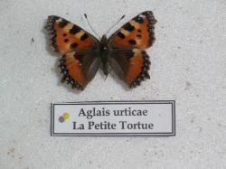 Petite Tortue Phot Leg. Coll. A.M.B. 