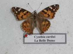 Belle Dame 2