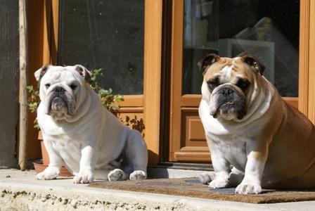 rencontre passion chien