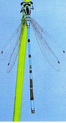Agrion Jouvencelle Coenagrion puella L.