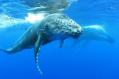 Evasion avec les baleines