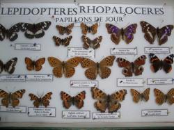 Bo&icirc;te de Nymphalidae 2 pr&eacute;sente &agrave; l'expo 2010