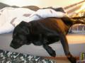 amours de chiens