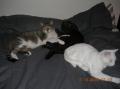 amours de chats