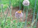 C blanc sur une fleur d'oignon