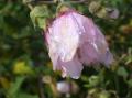 Photos Diverses : Fleurs