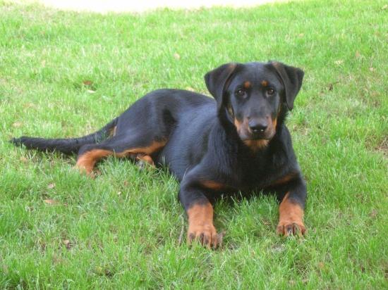 rencontre beauceronne