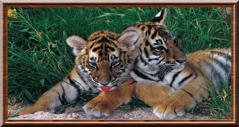 2010, l'ann�e du tigre