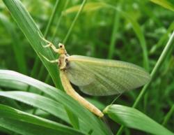 Eph&eacute;m&egrave;re Sub Imago