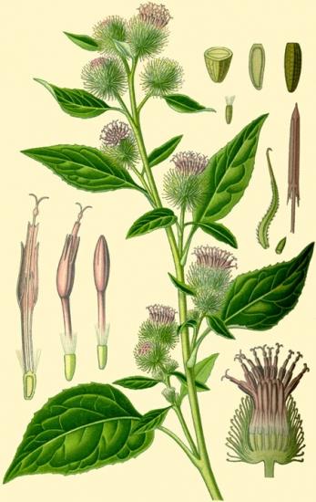 Le sérum contre la chute des cheveux ineffaçable la bardane