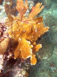 coraux de guadeloupe