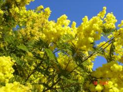 MIMOSA