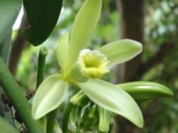 fleur de vanille