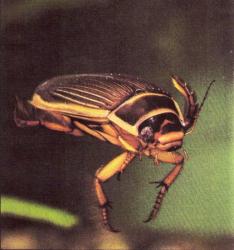 Dytique bord&eacute;e (F) Dytiscus marginalis