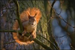 copyright - google images - auteur inconnu