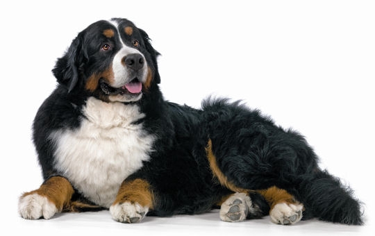 chiots bouviers bernois