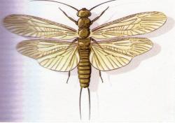 Perlodes microcephala F