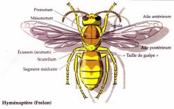 Sch&eacute;ma d&eacute;taill&eacute; de Vespa crabro