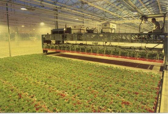 Robot tomate