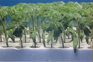Plants de tomates greffés