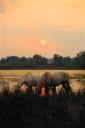 Chevaux de Camargue