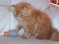 Chatons Pitchoune et Adibou 2009