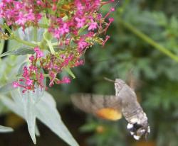 Le Moro-sphinx- Macroglossum stellatarum butinant une fleur.