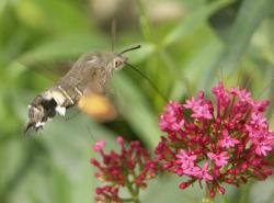 Le Moro Sphinx Macroglossum stellatarum