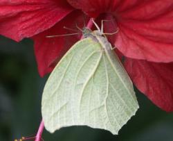 Le Citron- Gonepteryx rhamni F