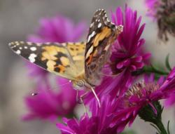 Vanessa=Cynthia cardui- La Belle Dame butinant une fleur