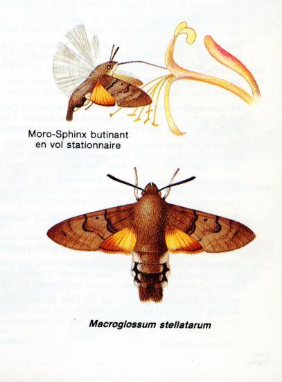 Image d'archive du Macroglossum stellatarum (Moro-sphinx)