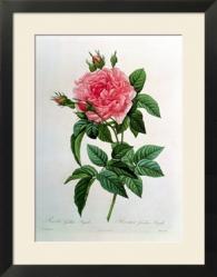 rosa gallica regallis