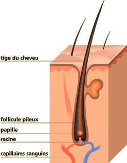 Les moyens du psoriasis à sankt-peterbourge