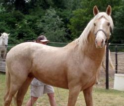 caramel 9 ans