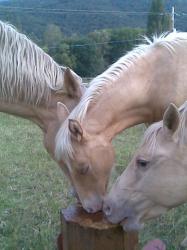 caramel,noya,ukraine