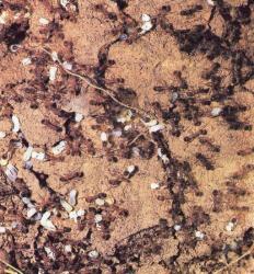 Colonie de Fourmis Myrmica rubra
