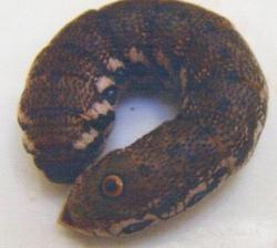 Chenille adulte de Proserpinus proserpina