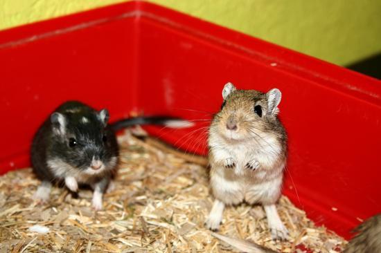 6 gerbilles (95) IMG_7553