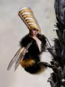 abeille au corps de femme