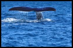 Baleine