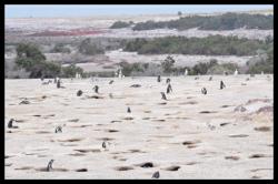 Colonie de pingouins de Punta Tombo