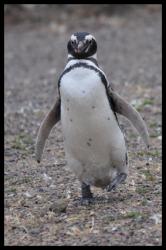 Pingouin