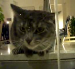 chat marrant;chat mignon,chat rigolo