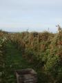 Les pommes de Xavier Fert�
