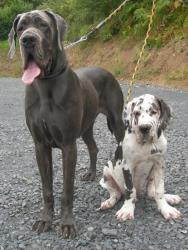Burtone et Colt