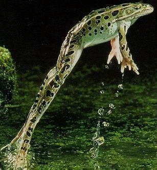 grenouille.jpg