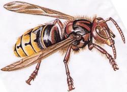 Vespa crabro - Le Frelon