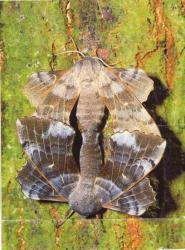 Accouplement de Laothoe populi,