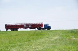 Camion transportant les vaches
